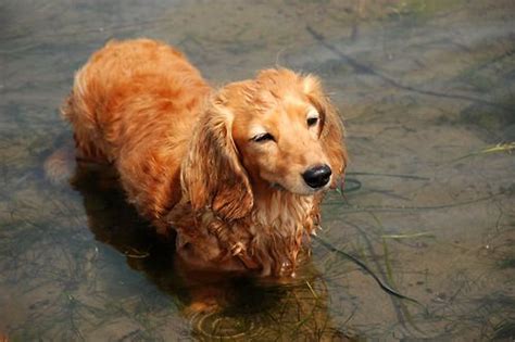 As with any mixed breed, they can take on the traits of one of the parent breeds or any combination of both of them. long haired dachsund | Golden retriever dachshund mix ...