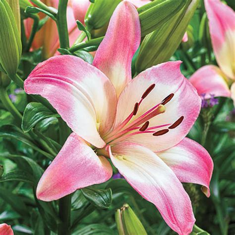 Asiatic Lily Levi Summer Bloom K Van Bourgondien