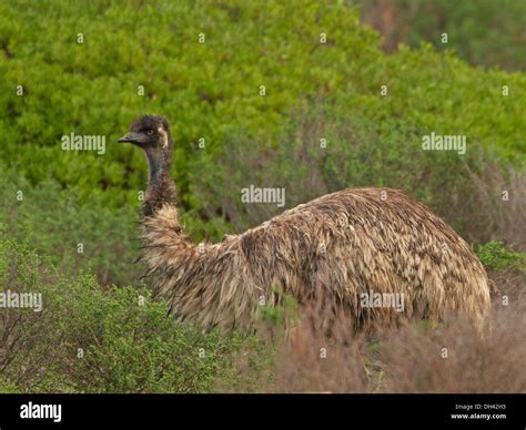 Emu In The Wild Walking Through Low Emerald Vegetation Near A Beach In