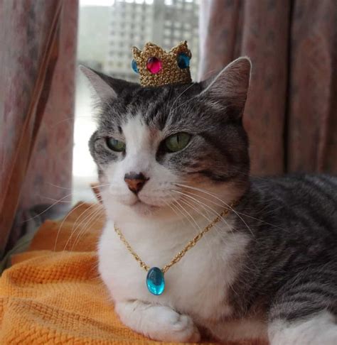 The decision to become a cat breeder is not a simple one to make. 20 Of The Funniest Cats In Costumes