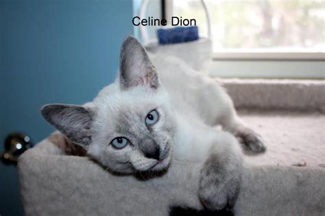 The maine coon cat is one of the largest domesticated breeds of felines. Siamese Kittens For Sale Craigslist - petfinder
