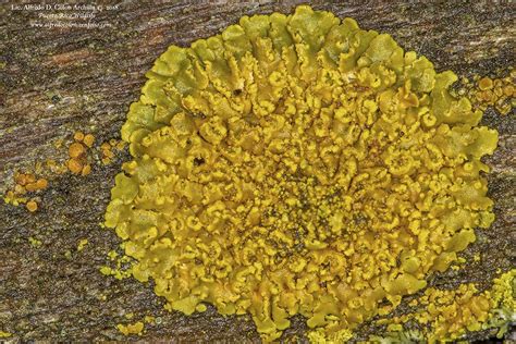 Hooded Sunburst Lichen Oxneria Fallax Photo By Alfredo Colon