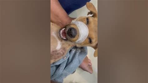 Puppy Found W Jaw Fracture Rescued Youtube