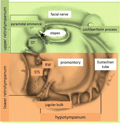 Sinus And Ear Anatomy