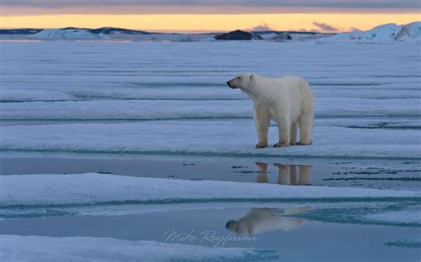 Polar Bear Standing On Ice Floe At Sunset Spitsbergen Svalbard