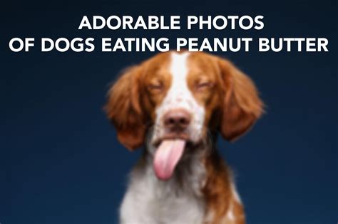 These Photos Of Dogs Eating Peanut Butter Will Make Your Day