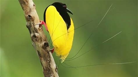 Twelve Wired Bird Of Paradise Seleucidis Melanoleucus Youtube