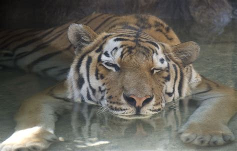 On A Blistering August Day In 2011 A Tiger At Henry Doorly Zoo In Omaha