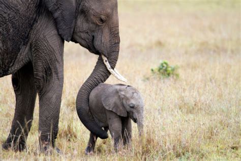 An obvious truth or fact, especially one regarded as embarrassing or undesirable, that is being intentionally ignored or left unaddressed. Elephant With Baby Masai Mara Kenya Stock Photo - Download ...