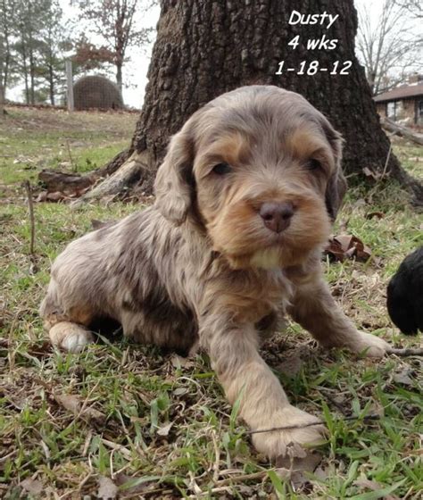 If you are a breeder and would like to be listed please click here. Cockapoo breeder in Arkansas | Cockapoo puppies, Puppies ...
