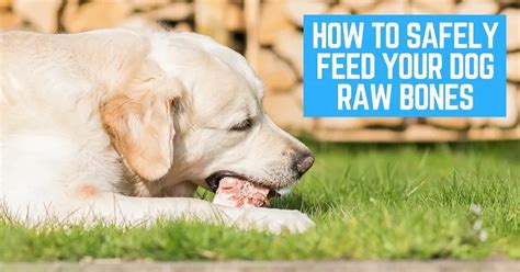 How To Safely Feed Your Dog Raw Bones Raw Meaty Bones