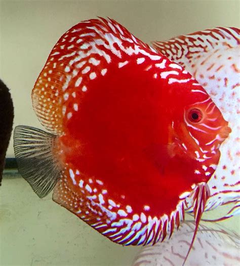 Bilder finden, die zum begriff diskusfisch passen. Rafflesia | Discus fish, Tropical freshwater fish ...