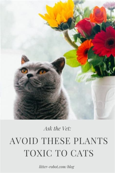 Ask The Vet Avoid These Plants Toxic To Cats Litter Robot Blog