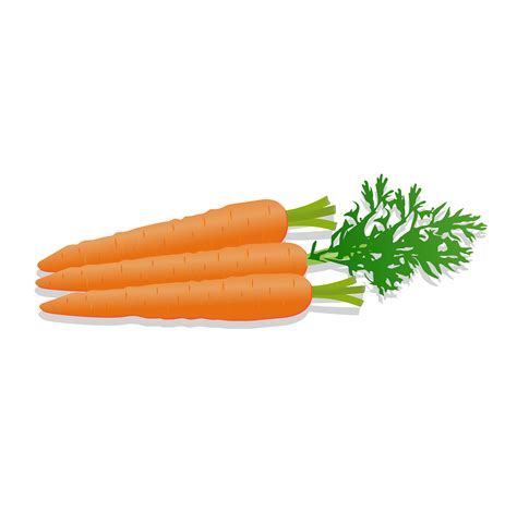 Carrots Vector Food Illustrations Creative Market