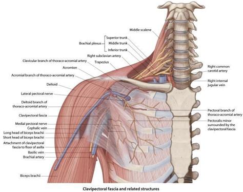 Diagram Of Shoulder Nerves And Muscles Health And Wellness Pinterest