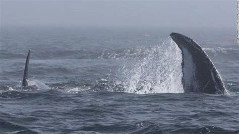 See Rare Clash Between Two Humpbacks And Group Of Orcas Near Seattle