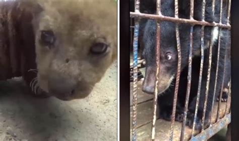 Peta Video Shows Horrific Circus Animals Conditions In China Nature