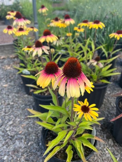 Echinacea X ‘yellow Rainbow Marcella Yellow Rainbow Marcella