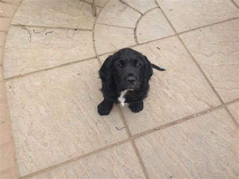 Get yours via lancaster puppies. Sprocker Spaniel puppies for sale | in Pulborough, West ...