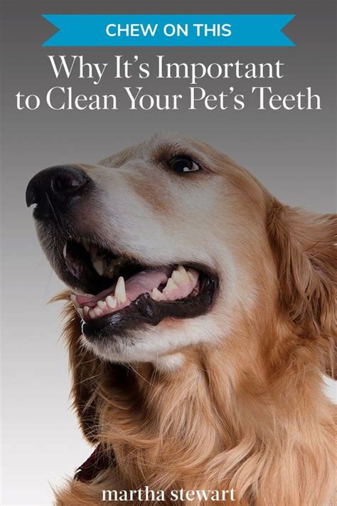 People joke about cats and their finicky eating habits, but it's actually a serious issue if your cat won't eat. Chew on This: Why It's Important to Clean Your Dog or Cat ...