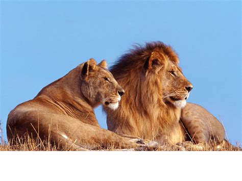 top 32 imagen por que los leones tienen melena abzlocal mx