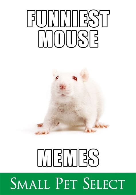 Mice Are Awesome Memes Are Awesome Mice Memes Are Super Awesome