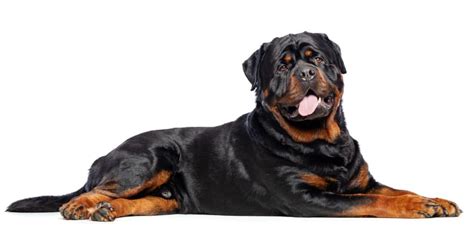 7 Best Dog Harnesses For Rottweilers In 2023 Pawster