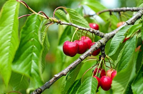 Cherries How To Plant Grow And Harvest Cherries The Old Farmers