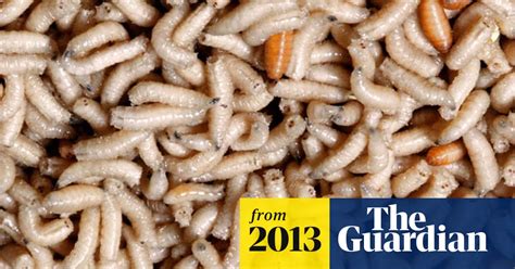 Flesh Eating Maggots Removed From British Womens Head Video Society The Guardian