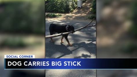 Video Dog Wins Game Of Fetch With Giant Stick 6abc Philadelphia