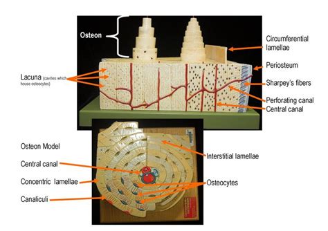 Bone Model Labeled Bing Images Anatomy And Physiology Medical