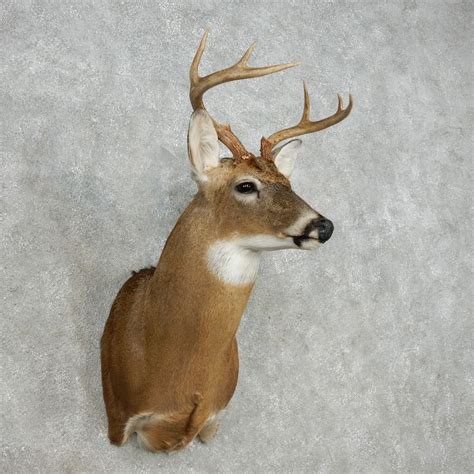 Whitetail Deer Taxidermy Shoulder Mount For Sale 14132 The Taxidermy Store Whitetail Deer
