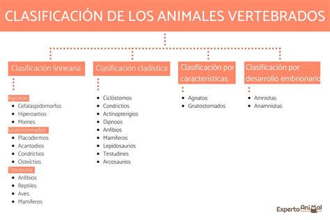 ClasificaciÓn De Los Animales Vertebrados