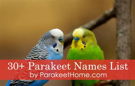 5 Of The Best Parakeet Names For Your Malefemale Parakeet Parakeet