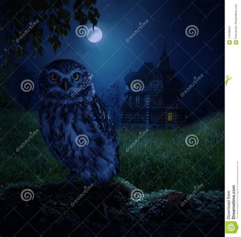 Owl And Moonlight Stock Illustration Illustration Of Moonlight 119708421