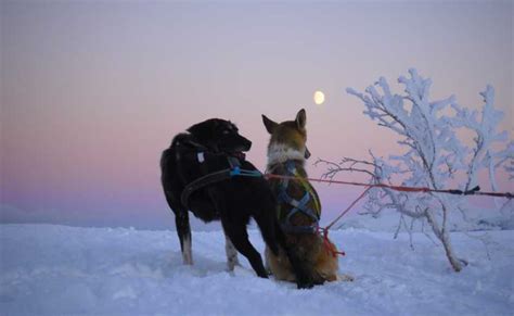 Tromsø Self Drive Husky Dog Sledding Adventure Getyourguide