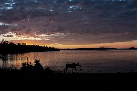Moose At Sunrise On Isle Royale National Park 2048 X 1366 Oc R