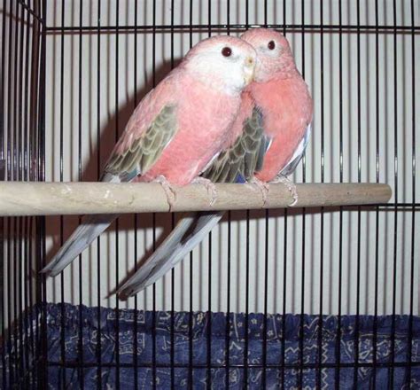 Pink Or Rosy Bourke Parakeets Pet Birds Parakeet Australian Parrots