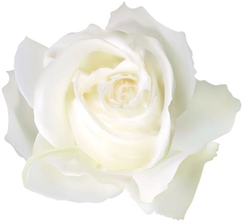 Aesthetic White Rose Png Image Background Png Arts