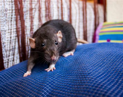 What is the average lifespan for rats? Kat. Black irish dumbo rat | Cute rats, Dumbo rat, Pet rats