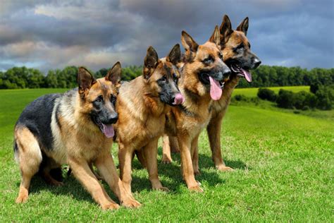 Incredible Compilation Of Full 4k German Shepherd Dog Images Over 999
