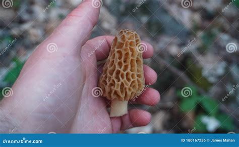 Yellow Morel Mushroom In A Young Mans Hand Mushroom Hunting Foraging