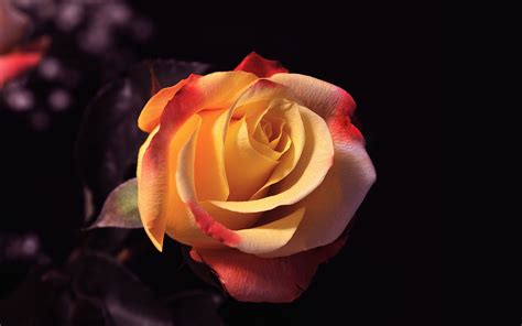 Rose Beauty Mac Wallpaper Download Allmacwallpaper
