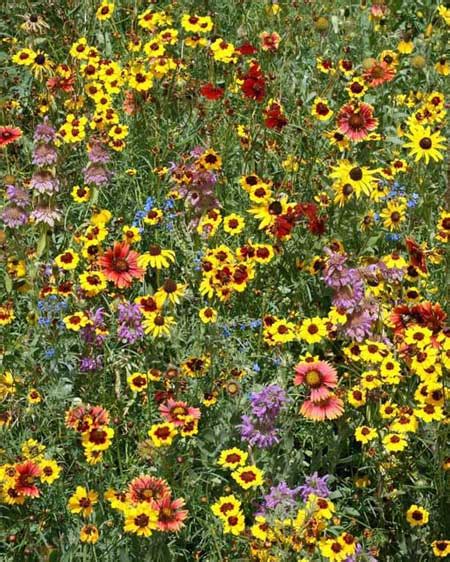 Eastern Pollinator Wildflower Seed Mixattract Bees And Native