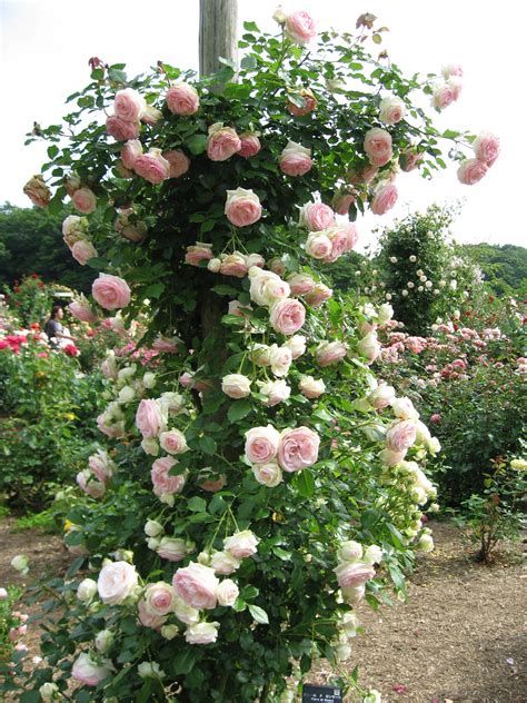 Rosa Blumen Garten