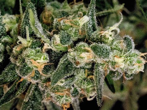 Tga Subcool Seeds Improved Gorilla Glue And Other Outdoor