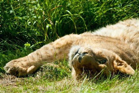 Lying Sleeping Lion Baby Stock Image Image Of Carnivore 45980289