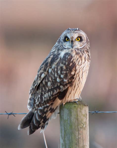 Short Eared Owl At Worlaby Carrs Lincolnshire By Pete Walkden The
