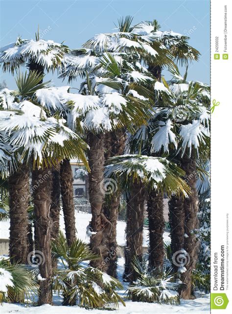 Palm Trees With Snow On It Stock Photo Image Of Ecosystem