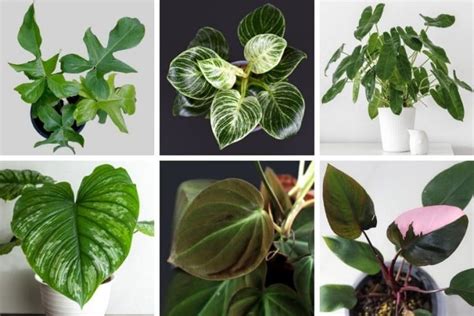 50 Stunning Philodendron Varieties You Will Love Smart Garden Guide
